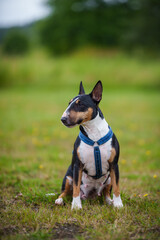 Bullterrier