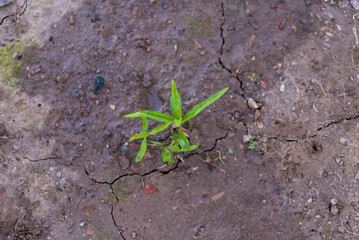 plant shoots in freshly watered soil