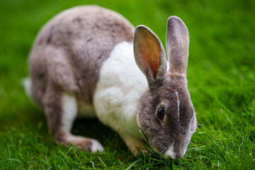 Rabbit