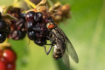 Macro shot of a flesh fly sucking on a blackberry