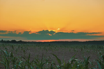 Summer sunset in a cornfield in the outback of the village, large fields with sown cereals