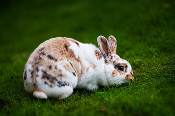 Rabbit