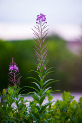 close up of a flower