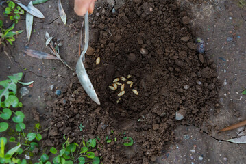 person planting seeds in the ground with a metal spoon