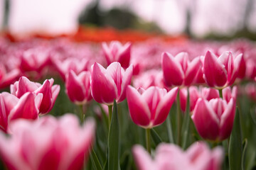 Fototapeta premium Tulip canvas print photo. Pink tulips in the park in spring