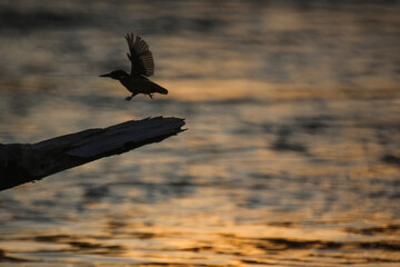 Zimorodek © marcinbawiec