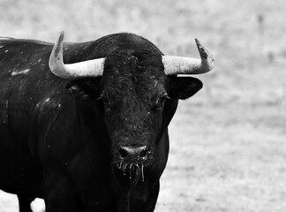 head of strong black bull