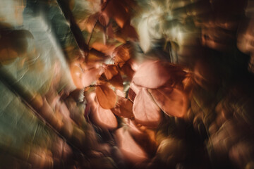 Flowers- soft focus effect. Depth of field
