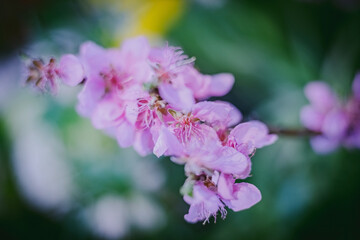 Flowers- soft focus effect. Depth of field