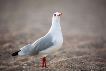 Gray gull on sandy coast of the sea, funny bird close-up