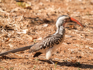 Red-billed horn-bill on ground
