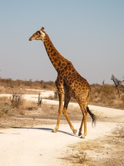Tall giraffe in South Africa