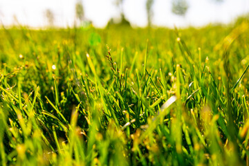 Grasses in the park. Nature or carbon net zero concept photo