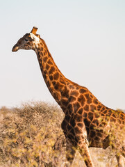 Tall giraffe in South Africa