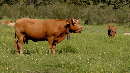 Cows in the field