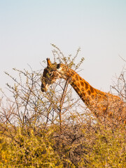 Tall giraffe in South Africa