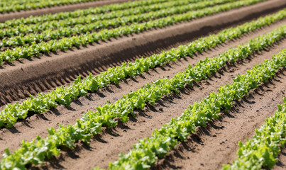 Fototapeta na wymiar cultivated field with fresh green organic lettuce