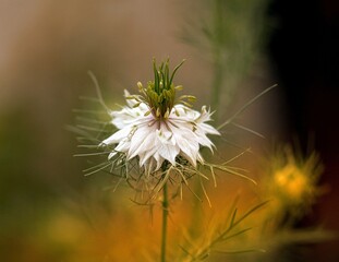 White nigella flower