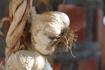 A garlic bulb (Allium sativum) close-up on a blurred background, Greece