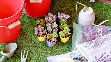 Gardening in the terrace