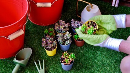 Gardening in the terrace