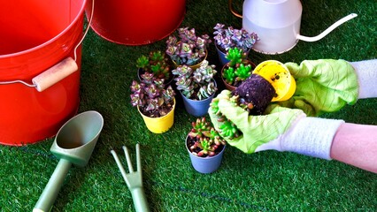 Gardening in the terrace