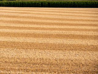 Ackerbau im Sommer