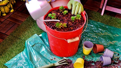 Gardening in the terrace
