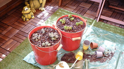 Gardening in the terrace