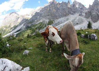 Fototapeta na wymiar cows grazing in summer with the beautiful Dolomites mountains in the background