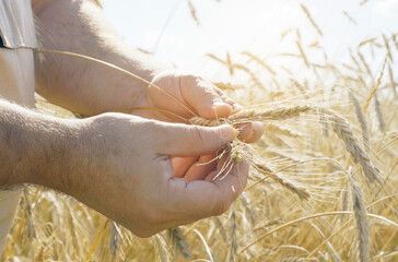 A farmer inspects a field with growing wheat, checks the quality of the grain.