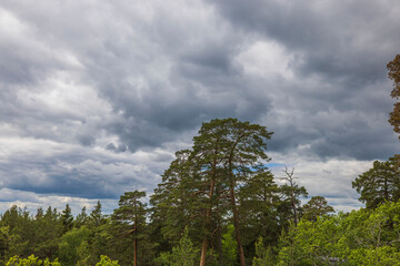 Beautiful view of thick gray clouds on blue sky over tops of green forest trees. 