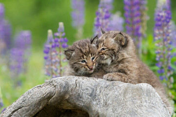 Bobcat Kittens Snuggling with a Background of Purple Lupine Flowers