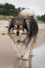 Fototapeta na wymiar Portrait of a young Finnish Lapphund dog