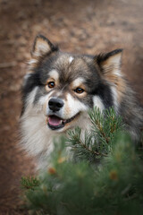 Portrait of a young Finnish Lapphund dog