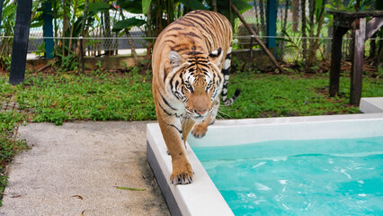 The tiger was walking towards the camera by the pool.