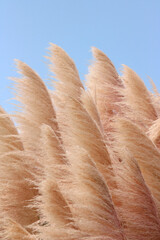 A  bunch of natural Pampa Grass ( Capim-dos-pampas, Cortaderia selloana ) blowing in the wind...