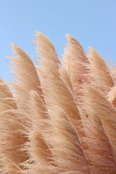 A  bunch of natural Pampa Grass ( Capim-dos-pampas, Cortaderia selloana ) blowing in the wind against a blue sky