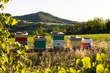 Man-made bee hives in a country hill landscape in summer. Beekeeping or apiculture is getting...