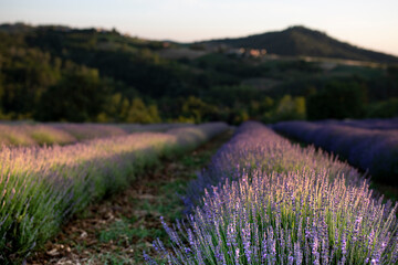Lavender field in bloom at sunset with hills in the background. Selective focus. Oltrepo' Pavese, northern Italy.