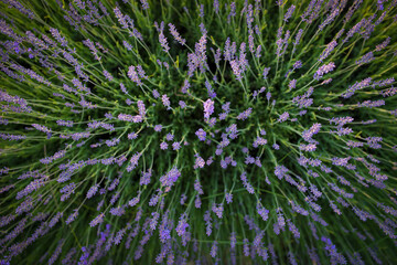 Lavender field pattern, texture, top view. Lavender flowers background or wallpaper.