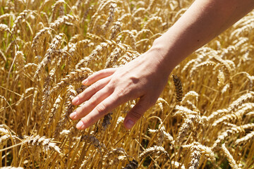 Farmer's hands holding a handful of wheat grains.