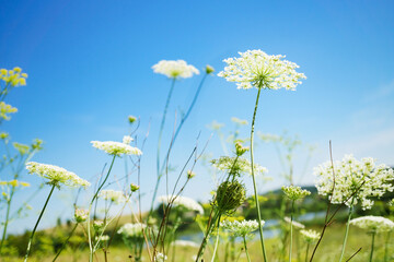 White summer flowers. Blue sky, sunny day.
