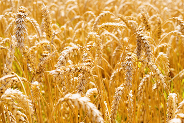 Ukrainian rising ripe wheat field.