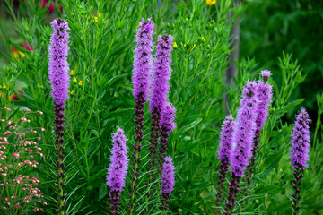 The dense blazing star or prairie feather (Liatris spicata) native to eastern North America