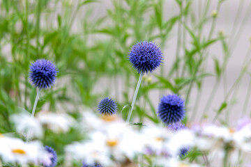 Obraz premium The Globe Blue Thistle (Echinops ritro) Native plant Europe and Asia. They have spiny foliage and produce blue or white spherical flower heads. 