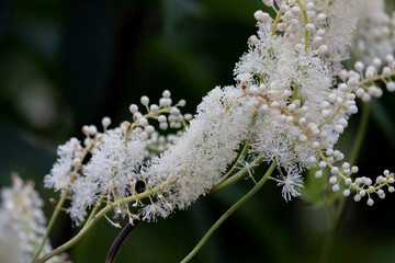 Black snakeroot (Actaea racemosa) known as the black cohosh, black bugbane or fairy candle. Plant native to eastern North America.