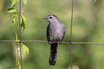 The gray catbird (Dumetella carolinensis) on the fence
