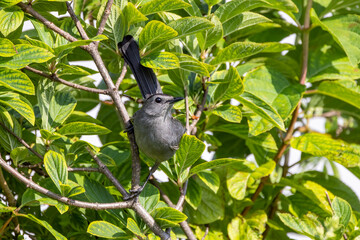 The gray catbird (Dumetella carolinensis) on the fence