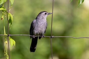 The gray catbird (Dumetella carolinensis) on the fence